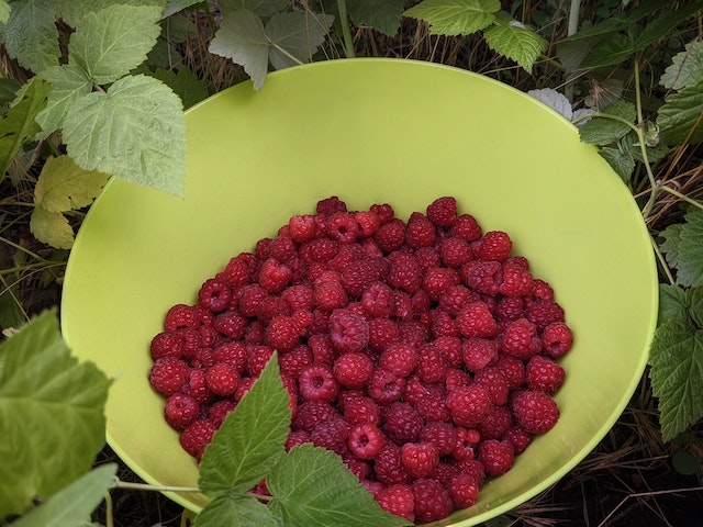 Photo by Ally Ross: https://www.pexels.com/photo/bowl-of-fresh-raspberries-8537768/